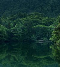 A photo of a forest. Photo: dep377/Pixabay