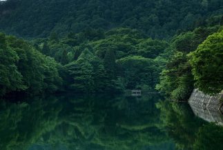 A photo of a forest. Photo: dep377/Pixabay