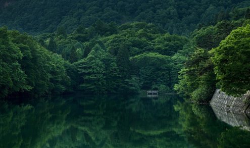 A photo of a forest. Photo: dep377/Pixabay