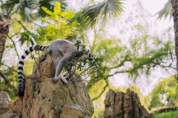 Global Environment Facility biodiversity funding