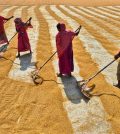 Women's role in global food security