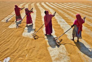 Women's role in global food security