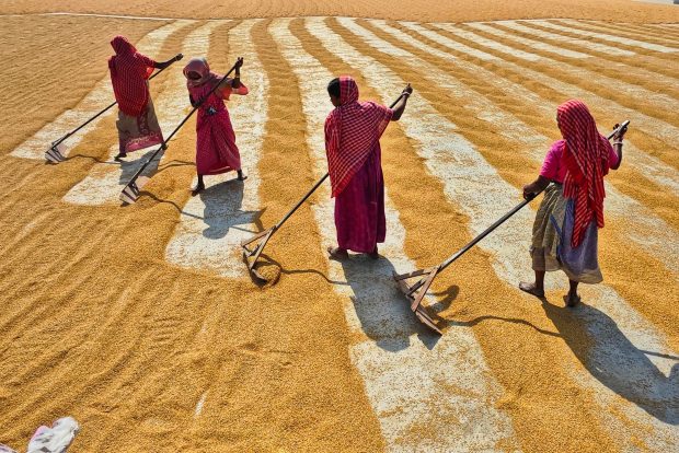 Women's role in global food security
